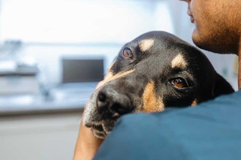 quest ce responsabilite civile professionnelle veterinaire 1